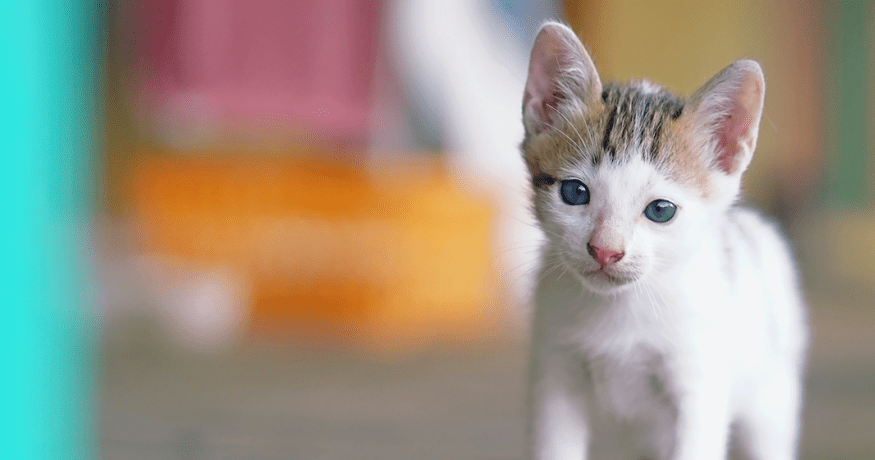 kitten