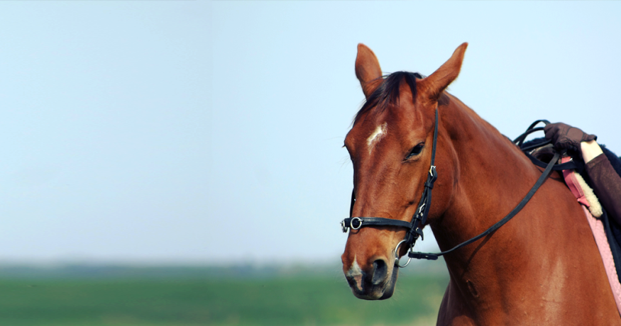 horse
