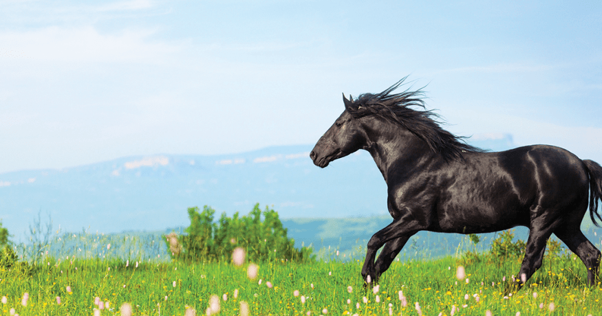 Horse