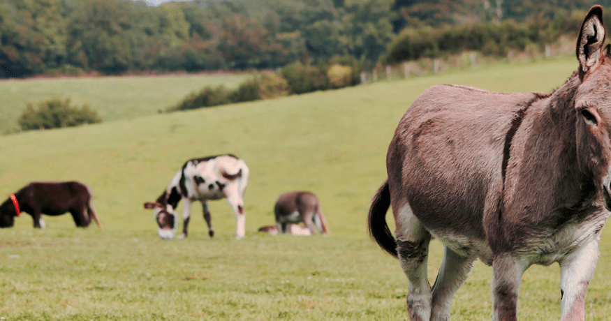 equids