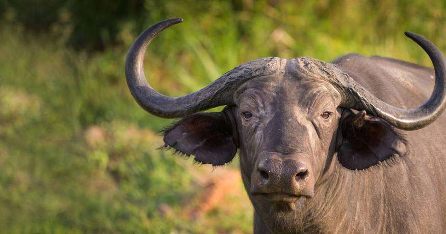 buffalo