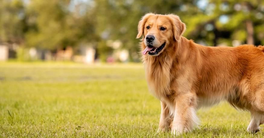 Golden Retriever