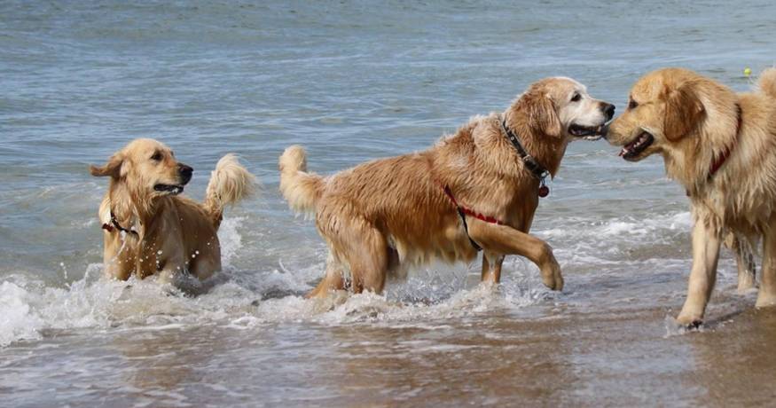 golden retrievers