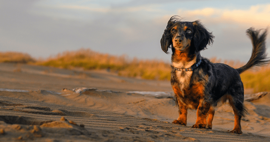 dog