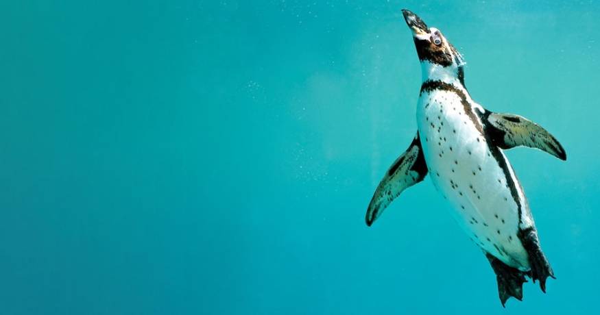 Penguin