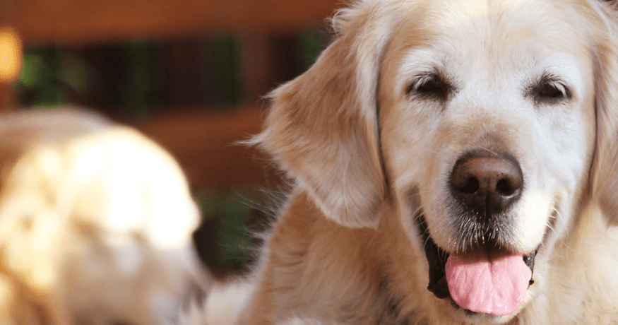 golden retriever