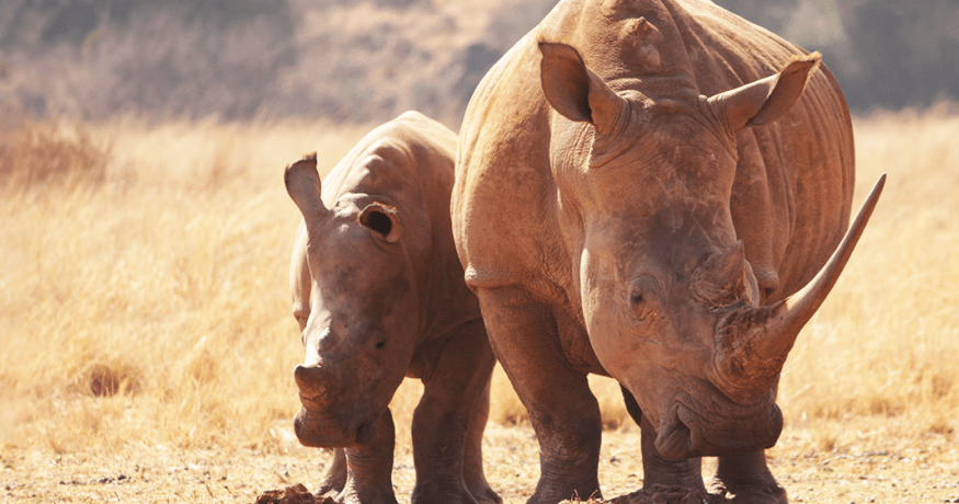 Rhinos