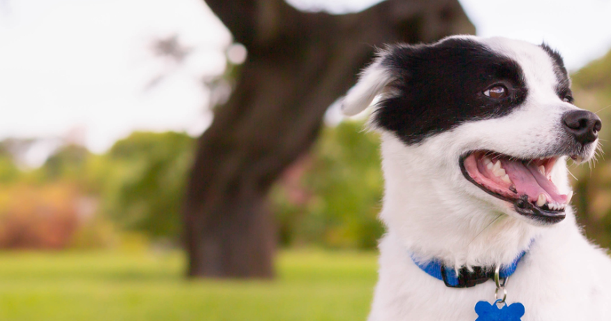 dog