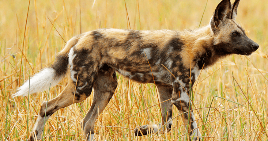 wild dog