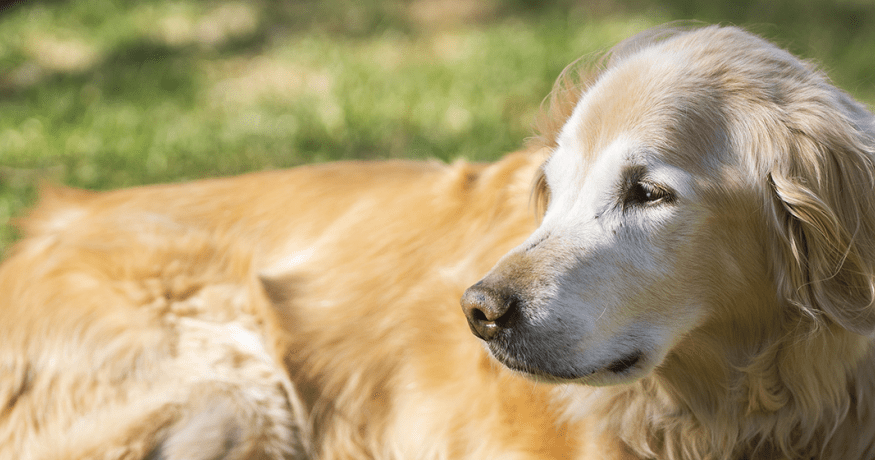 golden retriever