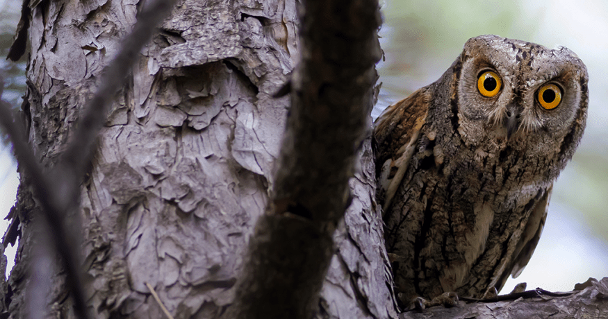 owl