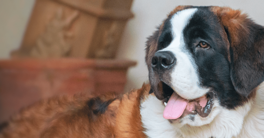 St Bernard