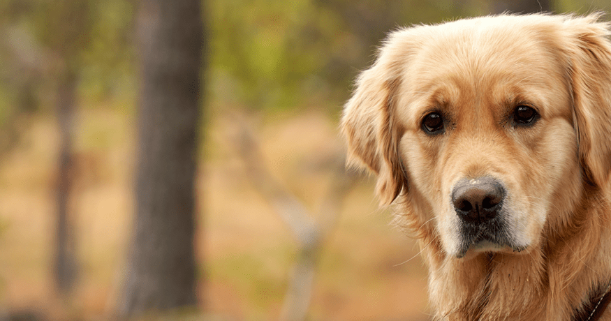 Golden Retriever 