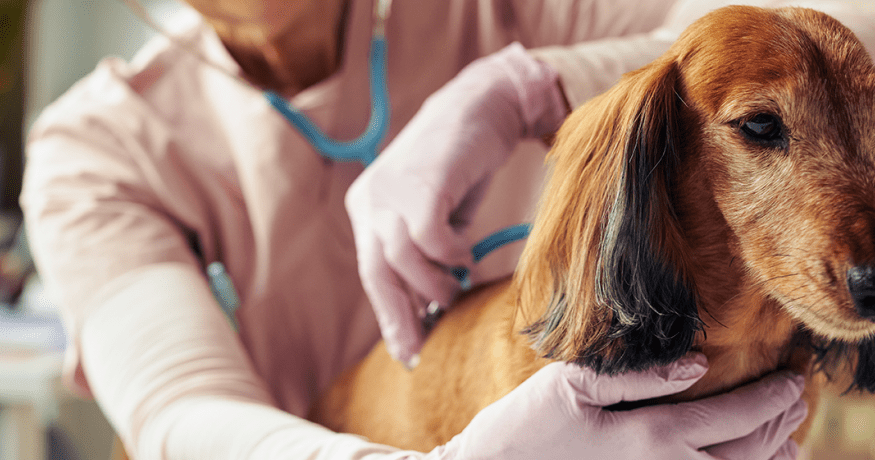 Vet tech examines small brown dog