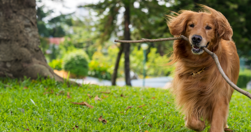 golden retriever