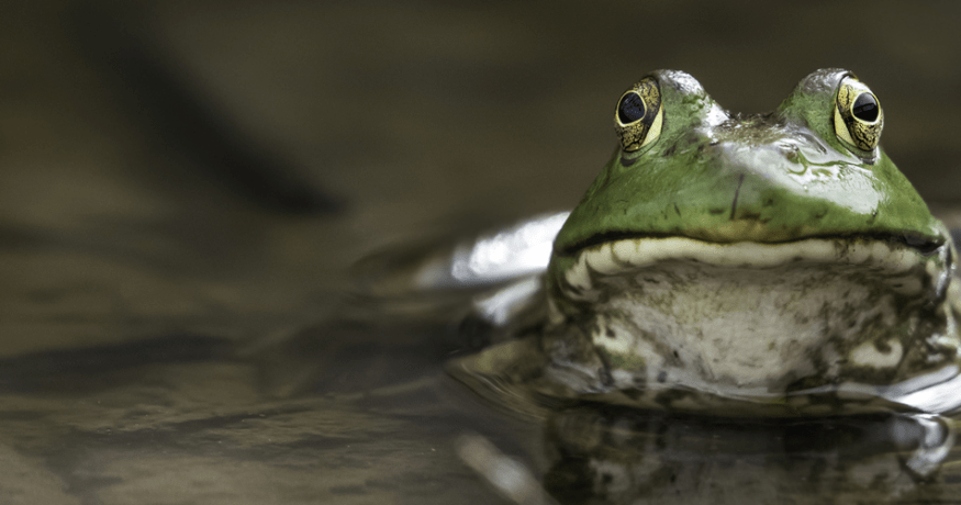 frog in water