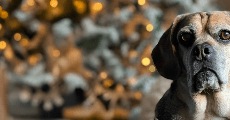 Senior puggle dog