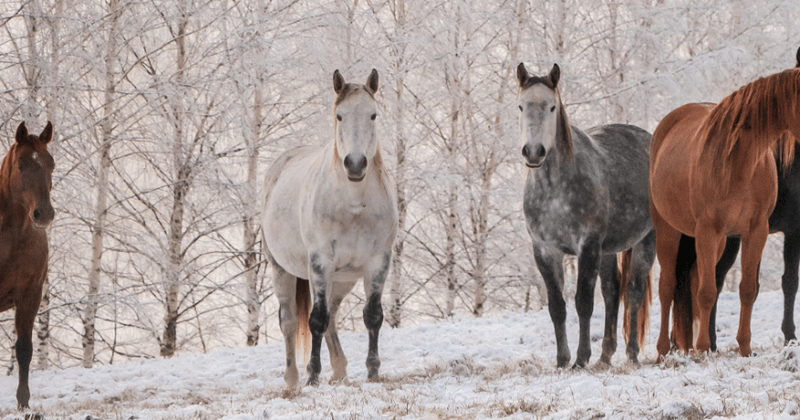 horses in a snowy forest