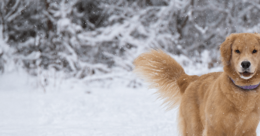 Golden retriever standing in a snowy field
