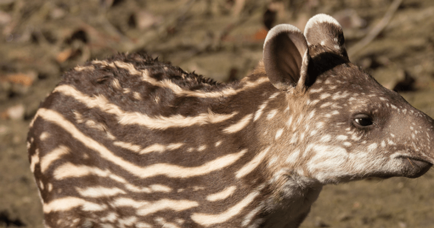 Baird’s tapirs in Costa Rica.