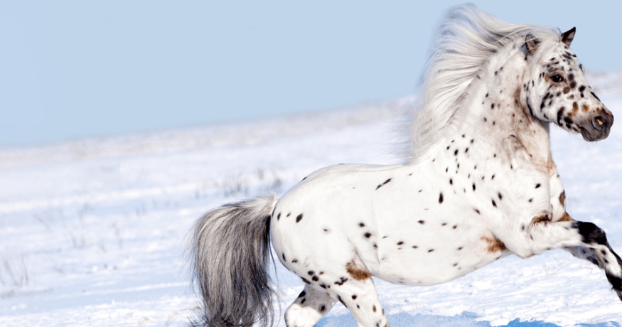A white with black spots horse galloping through the snow