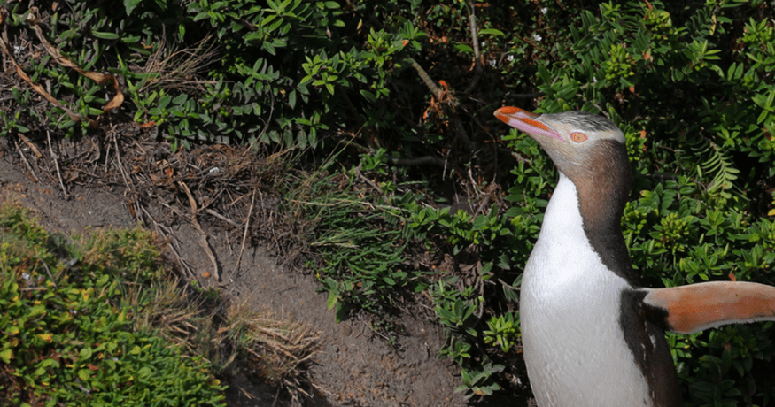 yellow-eyed penguin, or hoiho in New Zealand
