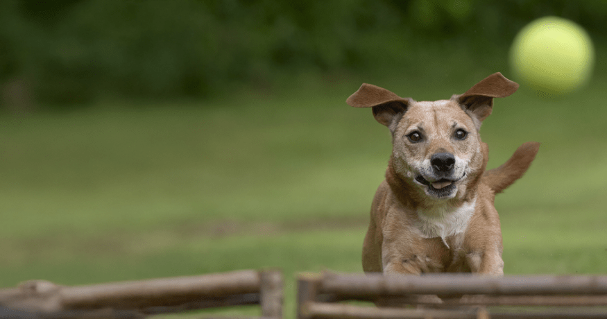 Older tan dog chasing a tennis ball