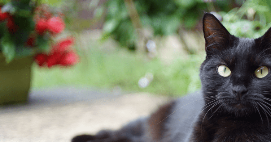 black cat laying on a patio in front of a pot of red flowers