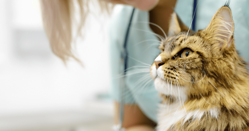Brindle long-haired cat looking up at a Veterinarian