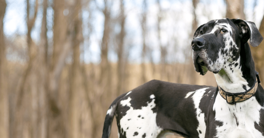 Black and white great dane looking off in the distance in a forest