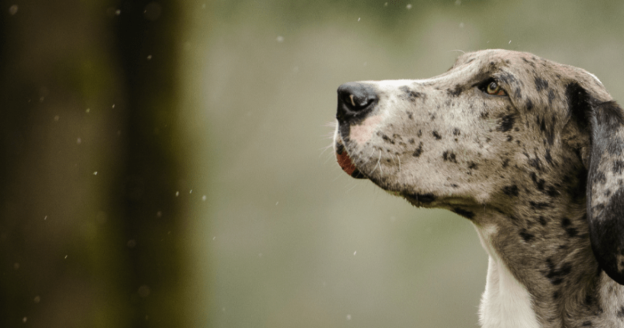 Spotted Great Dane looking left