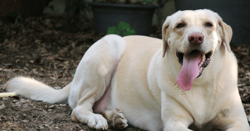 Obese yellow Labrador Retriever smiling with his tongue out