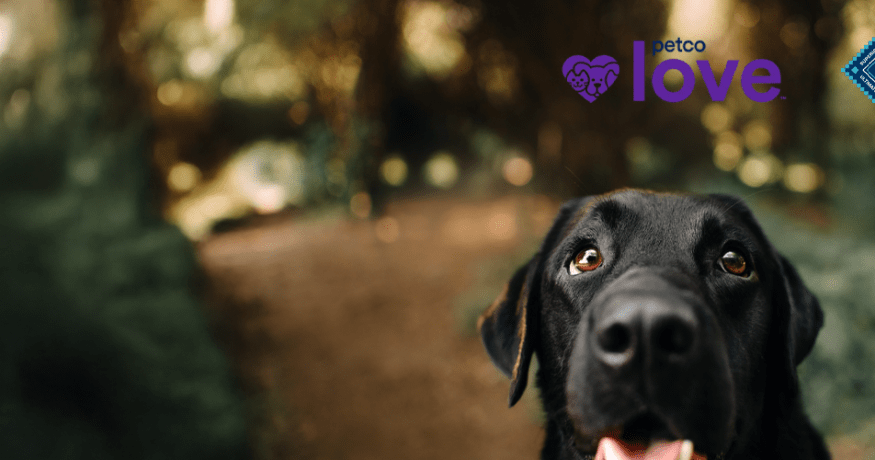 Close-up of a black Labrador dog on a forest path with Petco Love and Blue Buffalo logos in the background