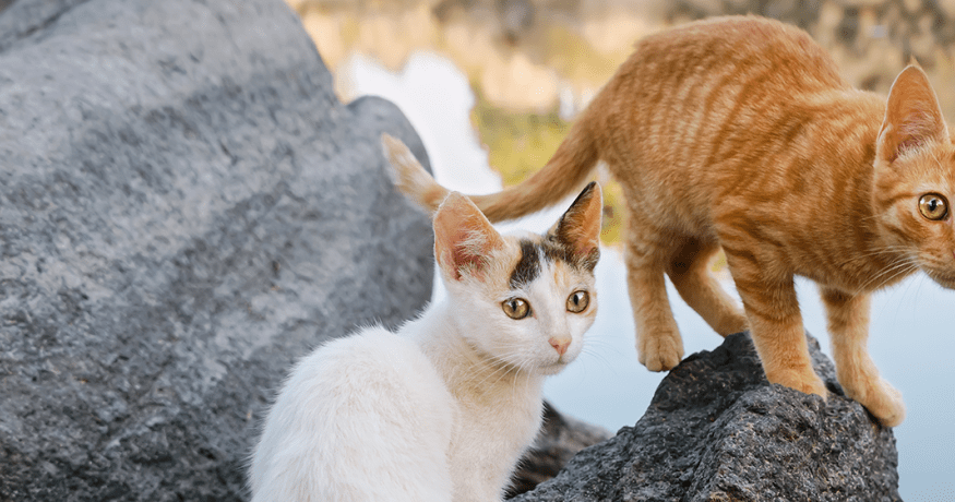 Mixed-breed cats outdoors on rocks by water, illustrating feline health and lifestyle factors
