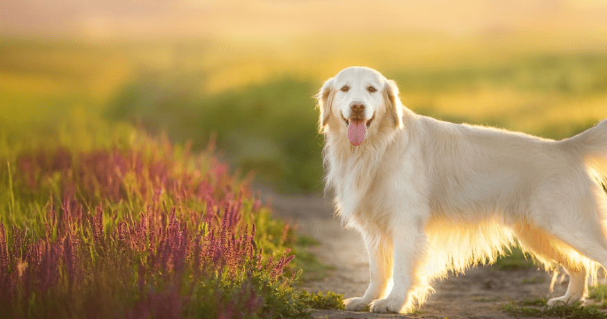 golden retriever on a sunset-lit path