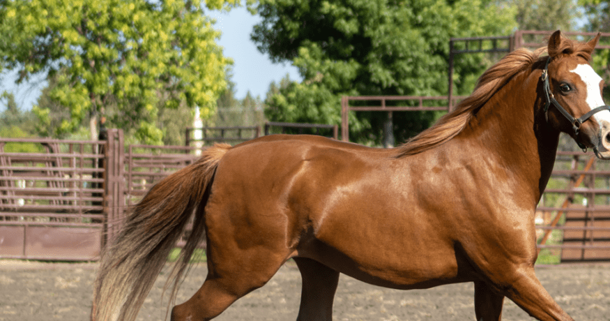 Brown mare trotting in a pen
