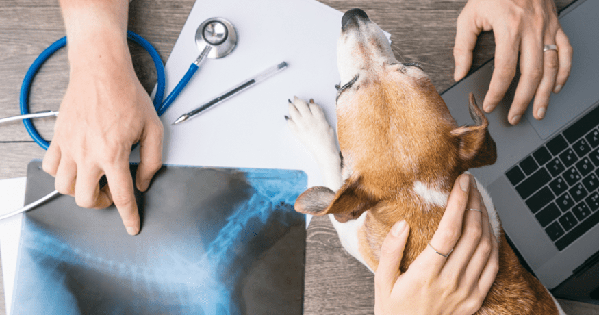 Veterinarian reviewing a dog's X-ray with a laptop and stethoscope, illustrating the use of artificial intelligence in veterinary diagnostics and pet cancer care.