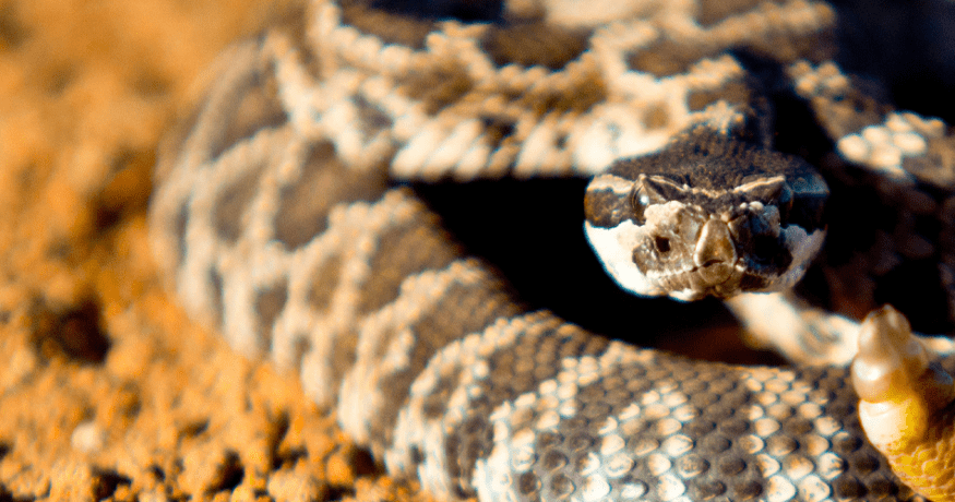 spotted snake in the sand
