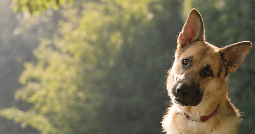 German shepherd in a forest