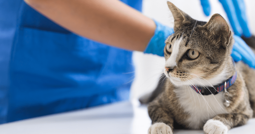 gray and white tabby cat being examined by veterinarian