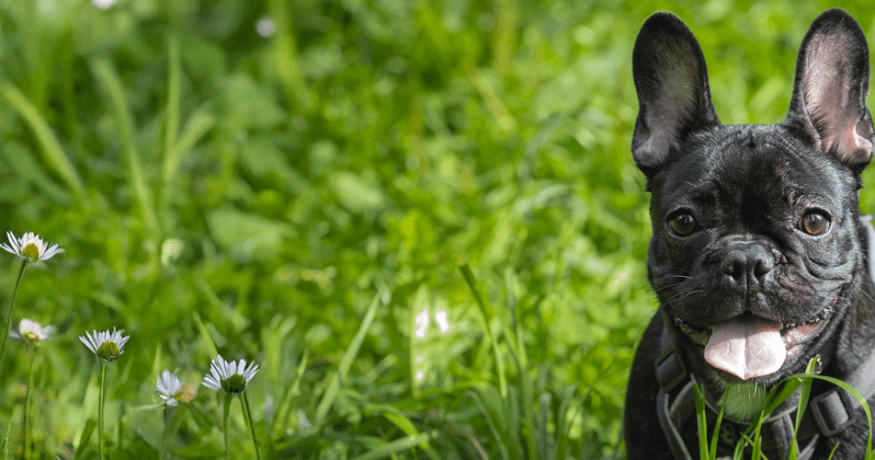 French bulldog in grass