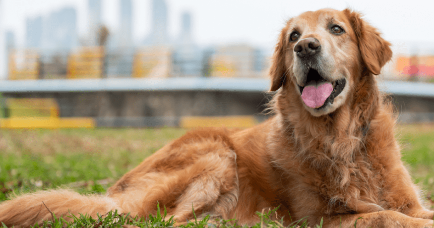 older golden retriever laying in grass sticking out tongue
