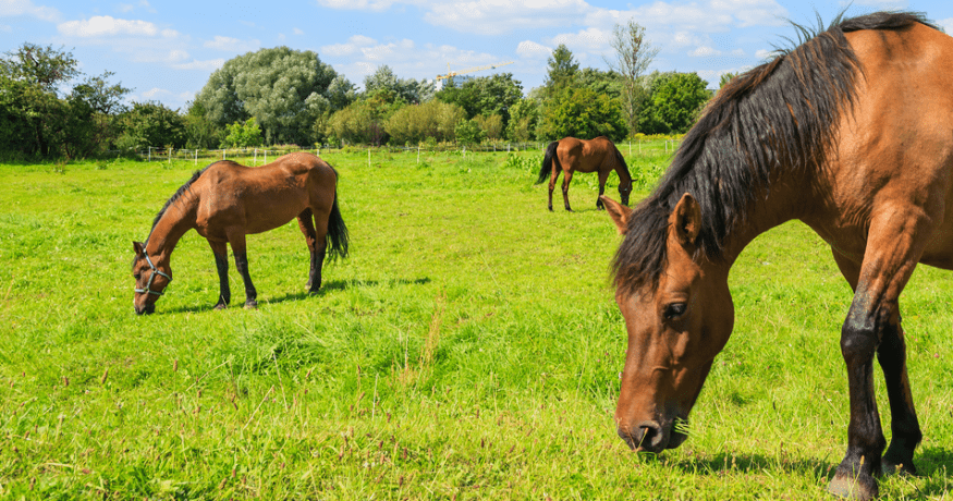 brown horses grazing in field
