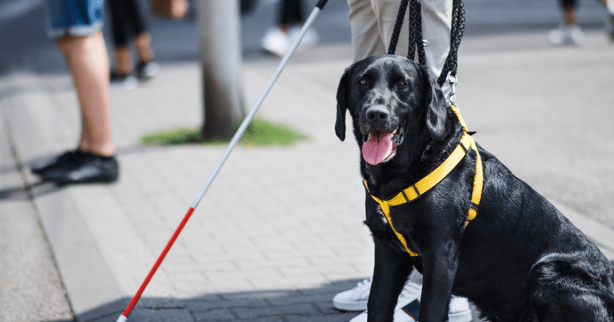 black lab service dog sitting on sidewalk
