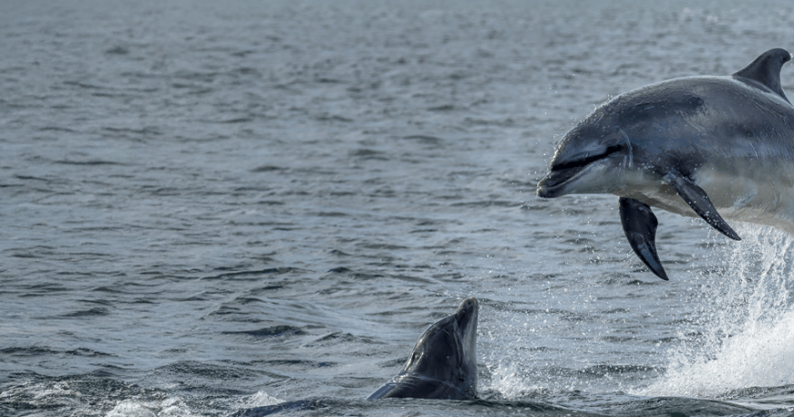 Two bottlenose dolphins in open water, one leaping above the surface