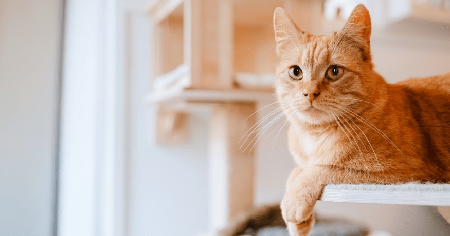 An orange tabby cat rests on a cat shelf and looks directly at the camera