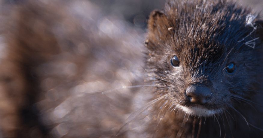 Close-up portrait of an American mink, the species featured in Morris Animal Foundation Veterinary Student Scholar Isabel Piccinini's research on environmental stress and population health