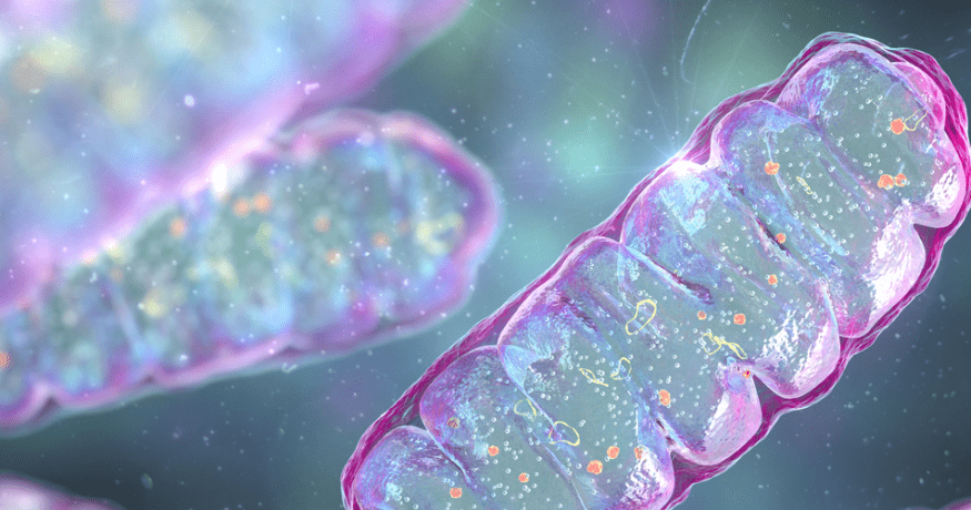3D illustration of pink and purple mitochondria showing inner membrane folds and mitochondrial DNA, representing cellular energy production in animal cells.