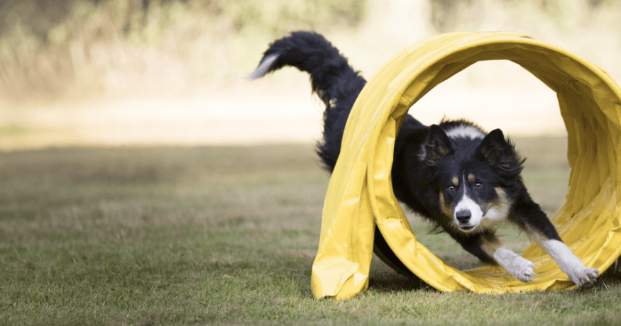 Dog participating in an agility course, an activity linked to better cognitive health in aging dogs.