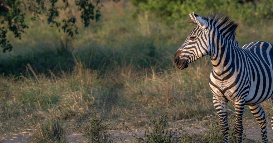 zebra in a green field looking off into the distance